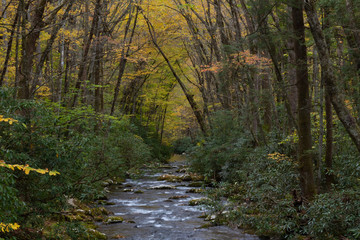 Mountain stream with banks of rhododendron and arching trees with yellow autumn leaves, Great Smoky Mountains, horizontal aspect
