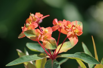 Fleur au jardin des explorateurs de Brest