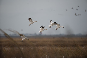 Flying white geese in nature