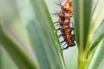 Closeup of prickly caterpillar on plant
