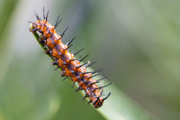 Long prickly caterpillar on plant