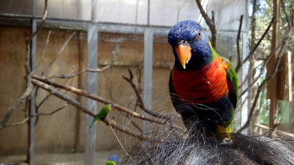 Loro lori arcoíris loriini multicolor colorido con plumas de colores arco iris posado en cabeza de...