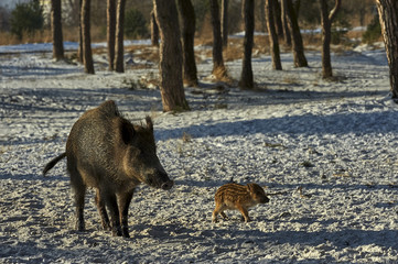 Eurasian wild boar (Sus scrofa) in natural environment, Poland