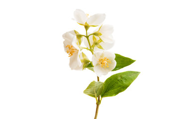Obraz na płótnie Canvas branch of jasmine