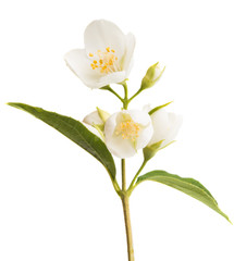 Fototapeta premium branch of jasmine