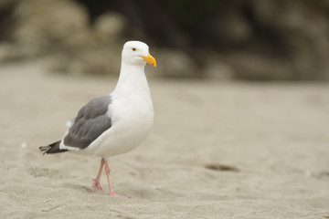 White seagull on sand of shoreline
