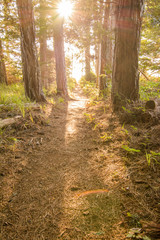 Beautiful landscape of path in old woods in sunlight