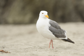 Single white seagull with orange beak