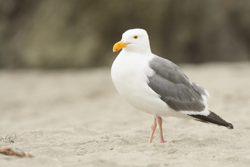 White seagull with gray wings on sand