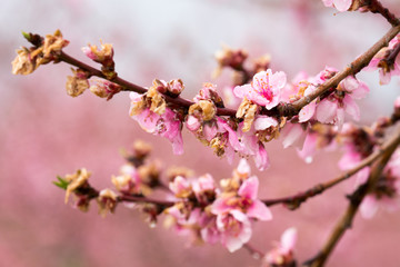 frost damaged peach blossoms in southern calverty county maryland usa - obrazy, fototapety, plakaty