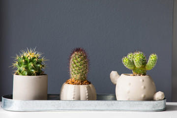 Three small cactus in a flowerpot on a gray background
