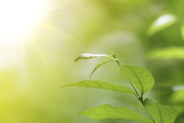 Green leaf background