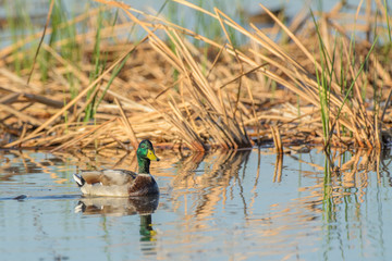 Colorful drake swimming in marsh