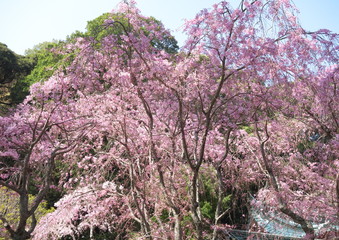 シダレザクラ/静岡県熱海市伊豆山