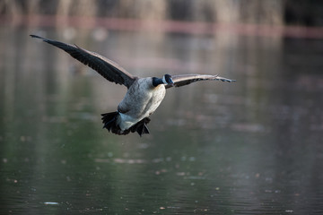 Flying Canada goose above water