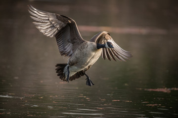 Fototapeta premium Flying Canada goose above water