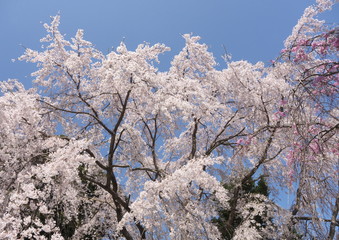 シダレザクラ/静岡県熱海市伊豆山