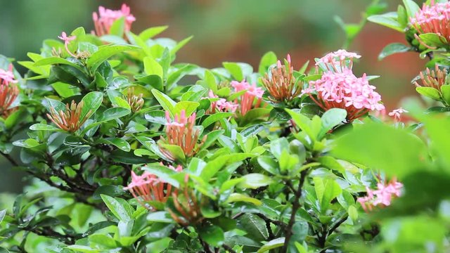 Close up Red Ixora Flower