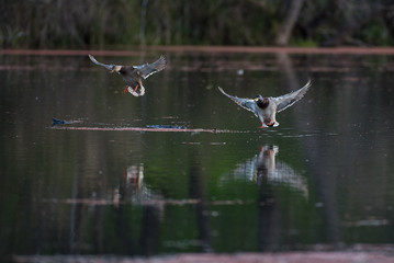 Wild mallard ducks flying above water
