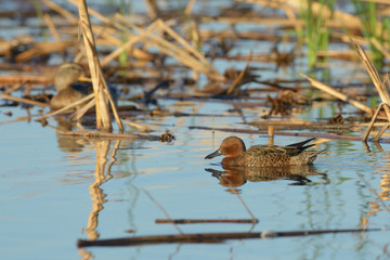 Wild cinnamon teal feathered ducks in wetland
