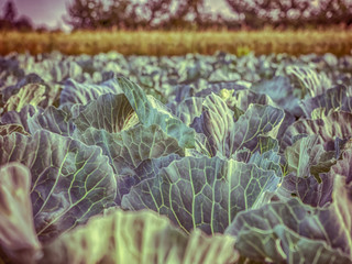 Field of young cabbage