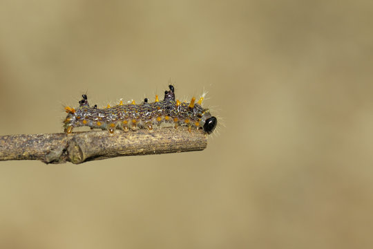 Image of brown caterpillar on tree branch on natural background.  Insect. Worm. Animal.
