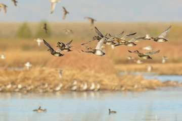 Flying wild ducks in wetland