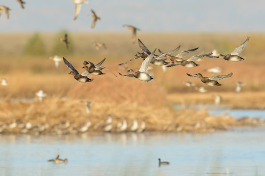 Flying Wild Ducks In Wetland