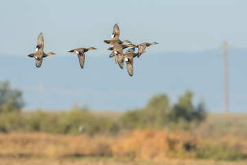 Flying flock of wild brown ducks