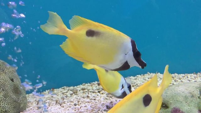 A swimming fish in aquarium tank