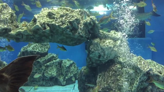A swimming fish in aquarium tank