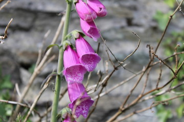 foxglove © Alison