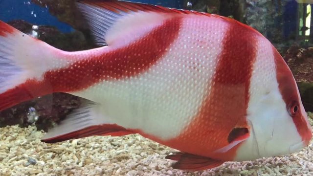 A swimming fish in aquarium tank