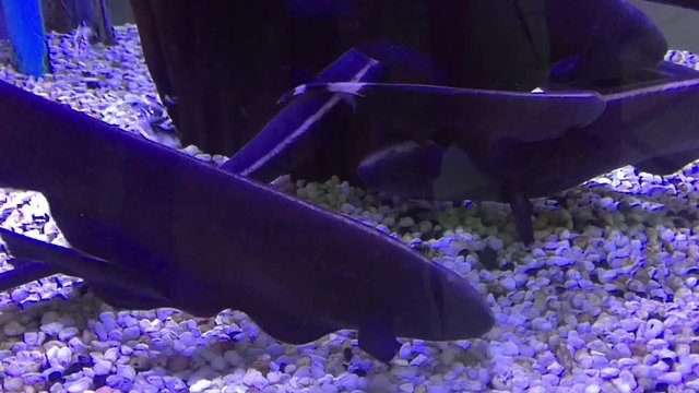 A swimming fish in aquarium tank