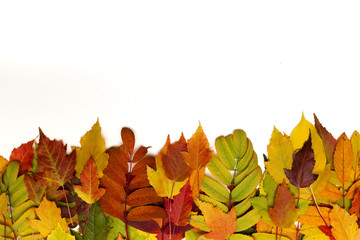 Autumn foliage on white background. Colorful leaves border.