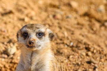 Fototapeta premium portrait of a small meerkat