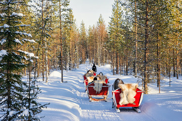 Reindeer Safari Sleigh Winter Forest in Rovaniemi Finland Lapland - obrazy, fototapety, plakaty