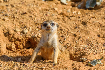 Fototapeta premium portrait of a small meerkat