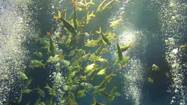 A swimming fish in aquarium tank