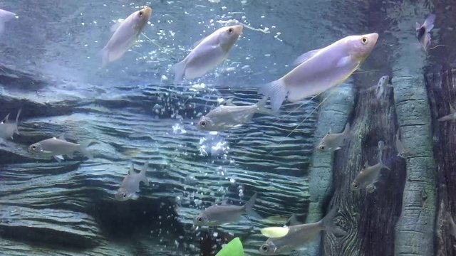 A swimming fish in aquarium tank