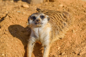 portrait of a small meerkat