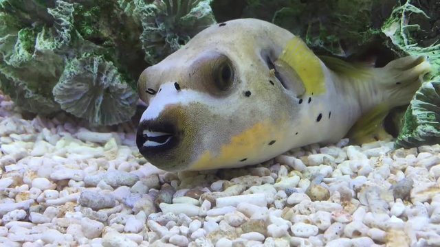 A swimming fish in aquarium tank