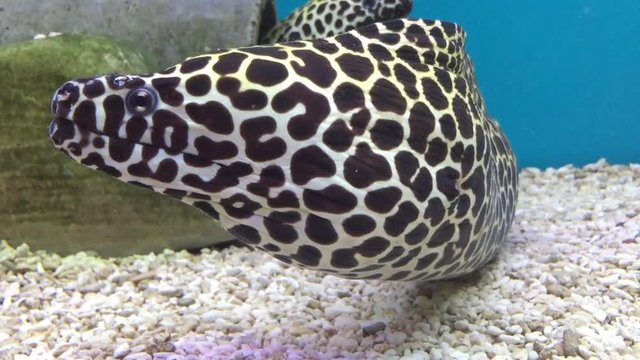 A swimming fish in aquarium tank