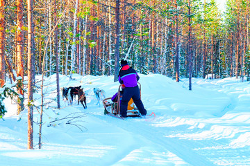 Woman in Husky Dogs Sled in Rovaniemi of Finland Lapland