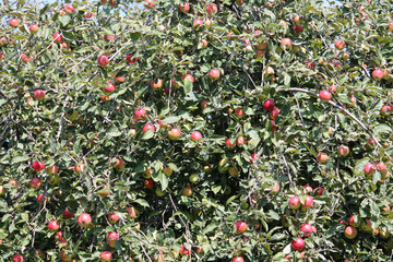Fruit-bearing branches of apple-tree with red apples and green leaves