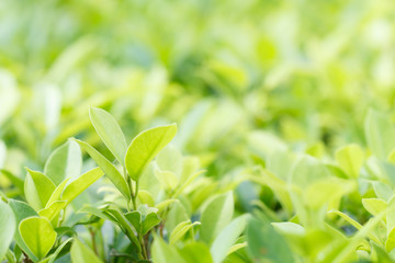 Green leaf background