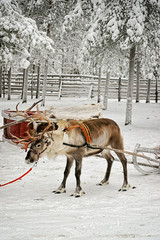 Reindeer Sleigh in Winter Snow Forest in Rovaniemi Finland Lapland