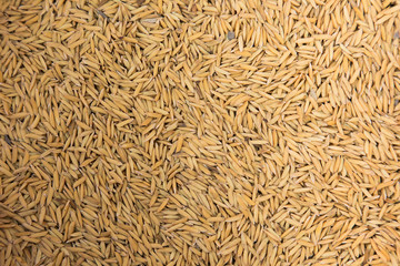 Paddy jasmine rice texture background, Food background