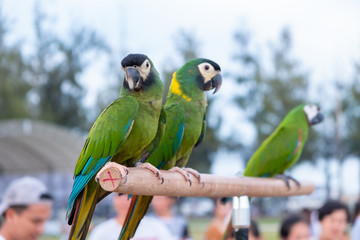 Green parrot