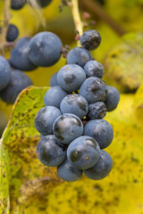 blue grapes in yellow leaves,a branch of ripe grapes in the yellow leaves of the vineyard